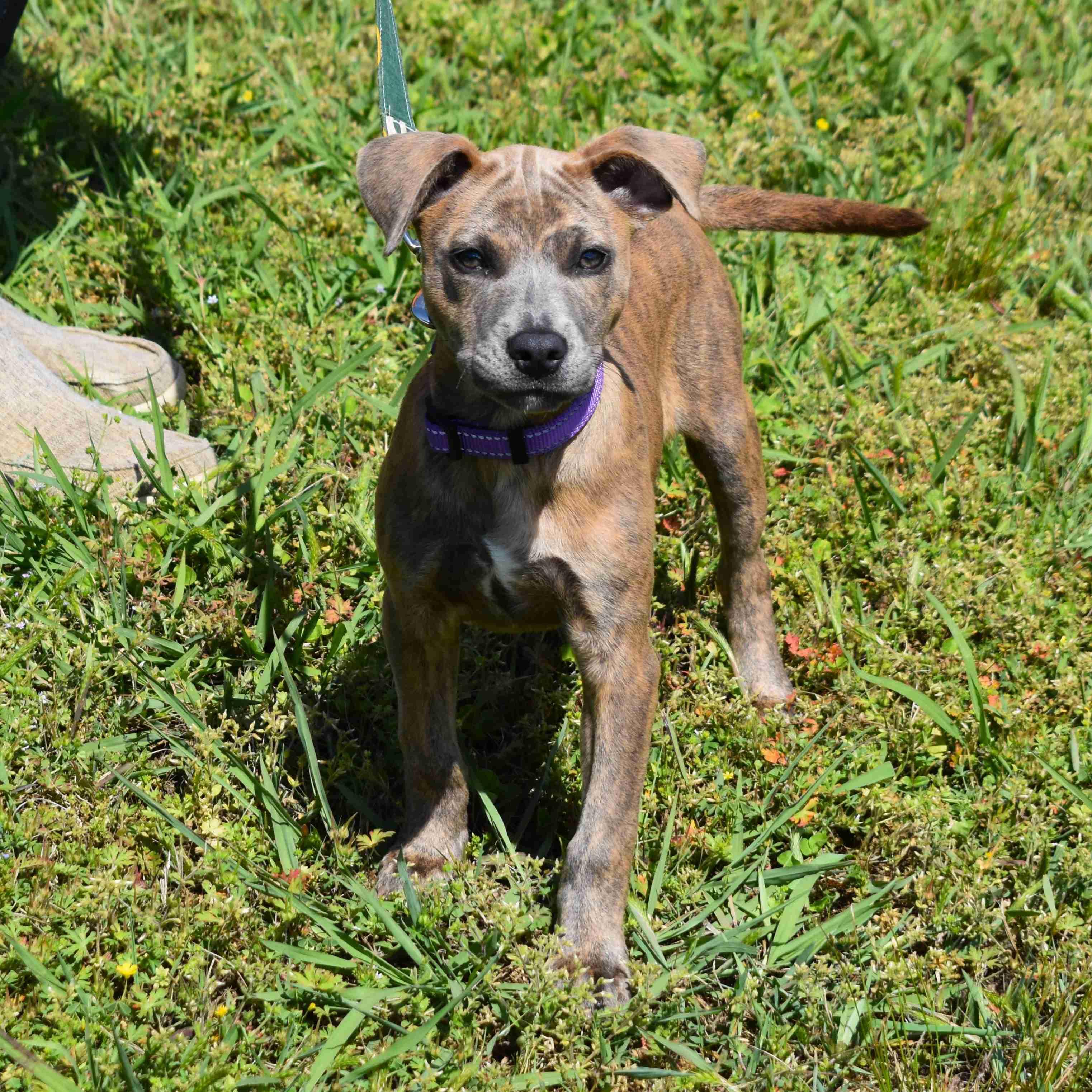 Jazmine, a ADOPTABLE Mixed Breed in Searcy, AR image 5/6