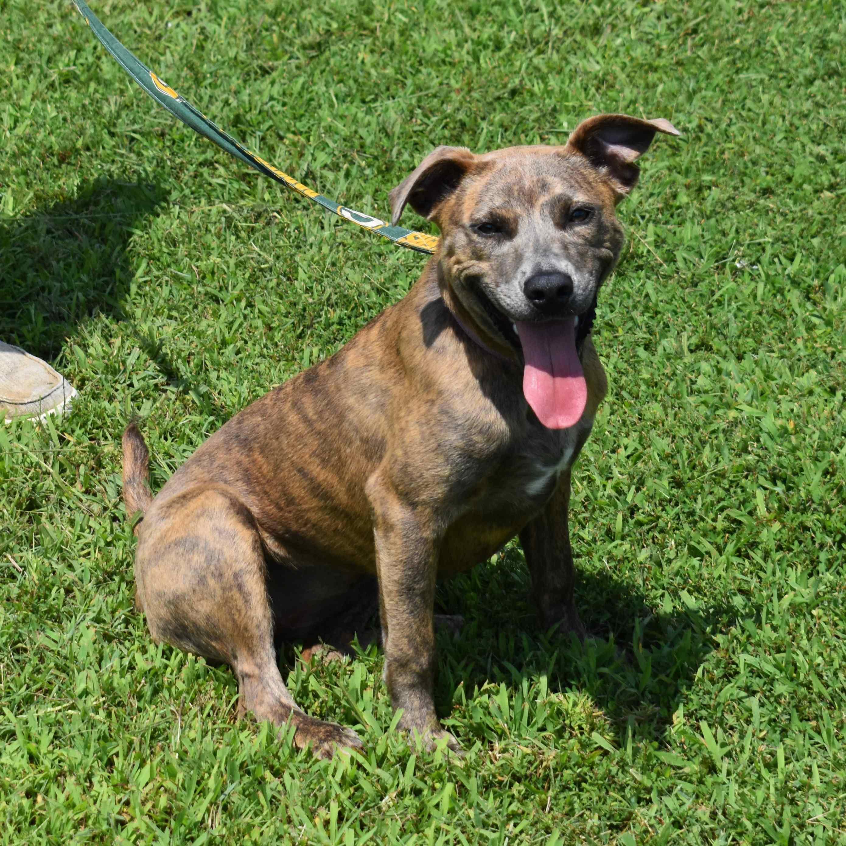 Jazmine, ADOPTABLE, Puppy Female Mixed Breed.
