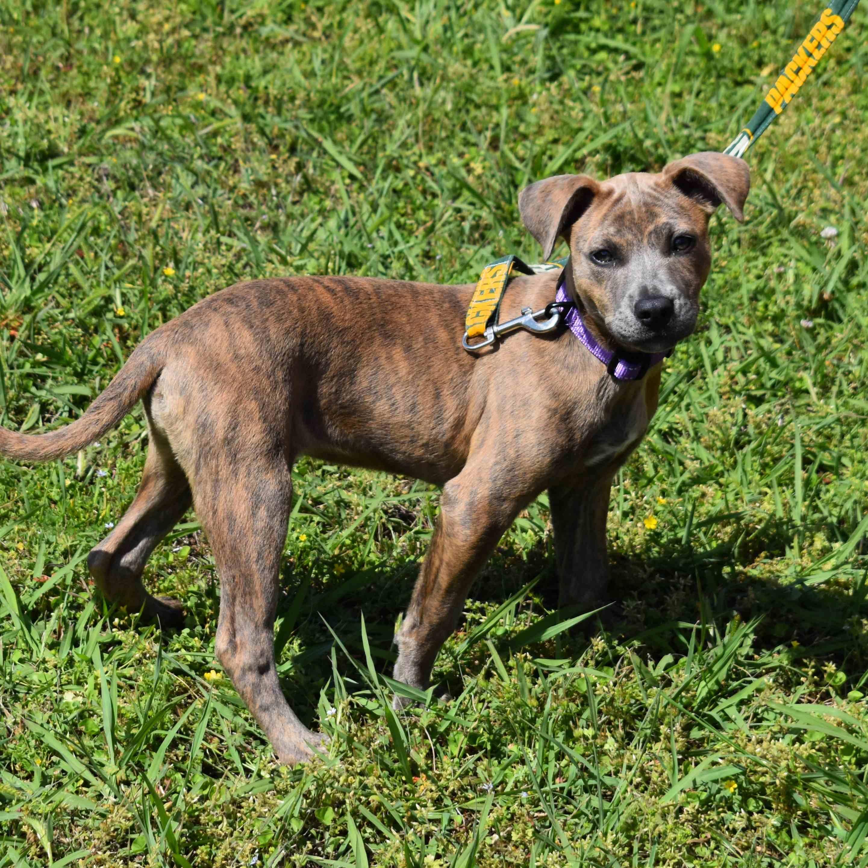 Jazmine, a ADOPTABLE Mixed Breed in Searcy, AR image 2/6
