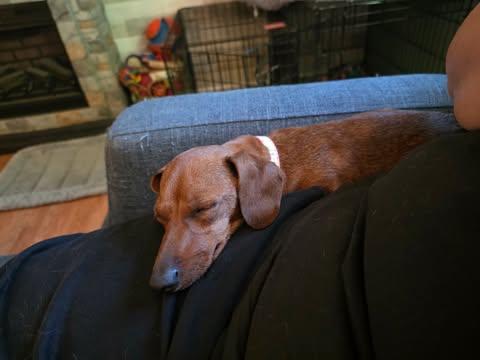 Ember, an adopted Dachshund in Merrillville, IN image 5/5