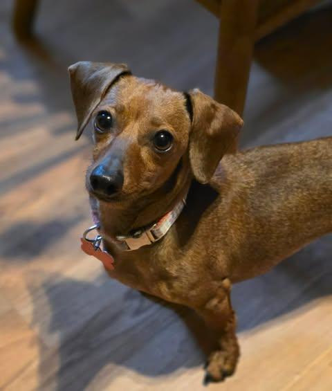 Ember, an adopted Dachshund in Merrillville, IN image 1/5