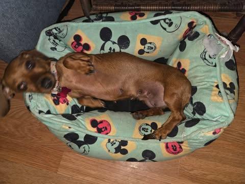 Ember, an adopted Dachshund in Merrillville, IN image 2/5