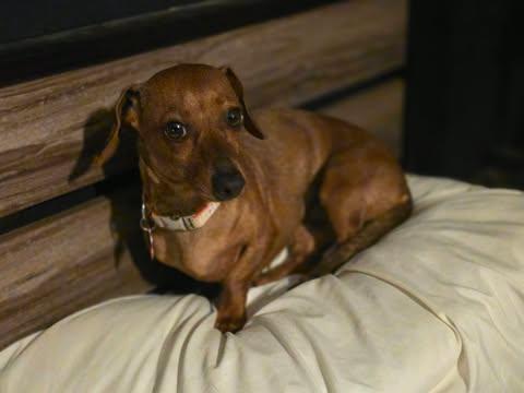 Ember, an adopted Dachshund in Merrillville, IN image 4/5