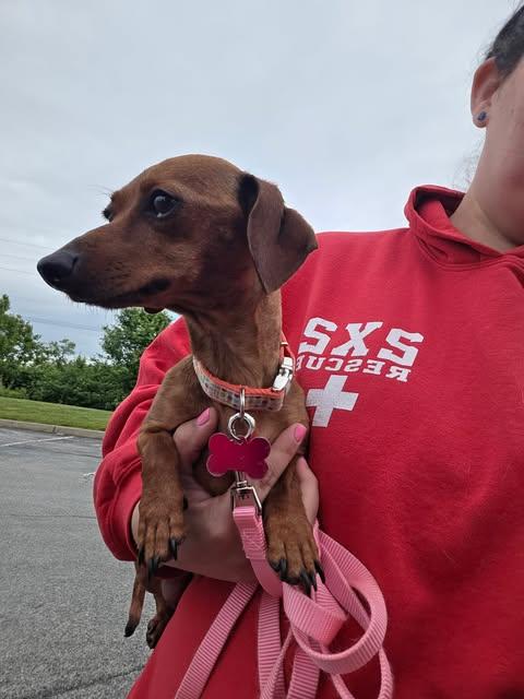 Ember, an adopted Dachshund in Merrillville, IN image 3/5