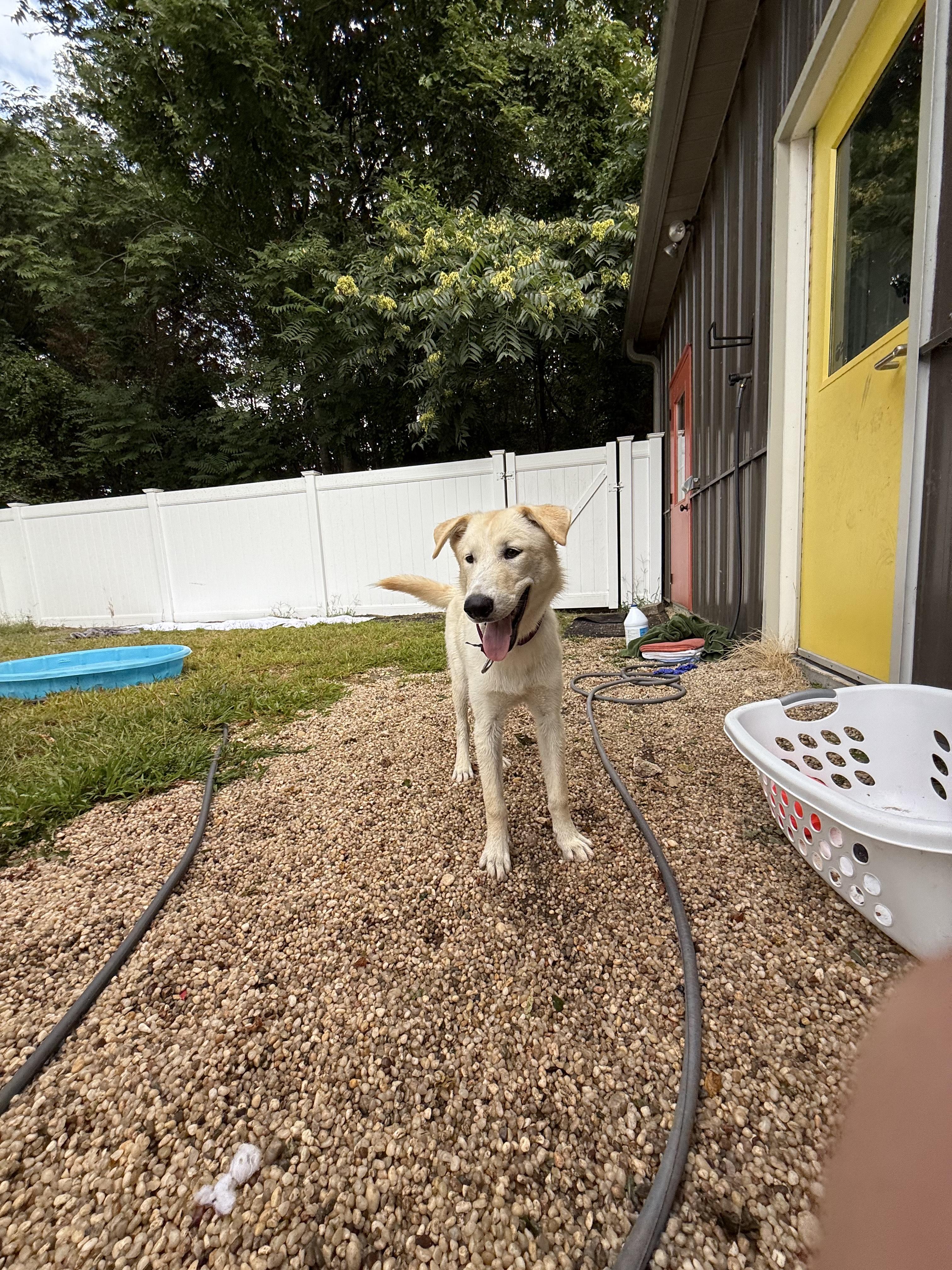 Scout