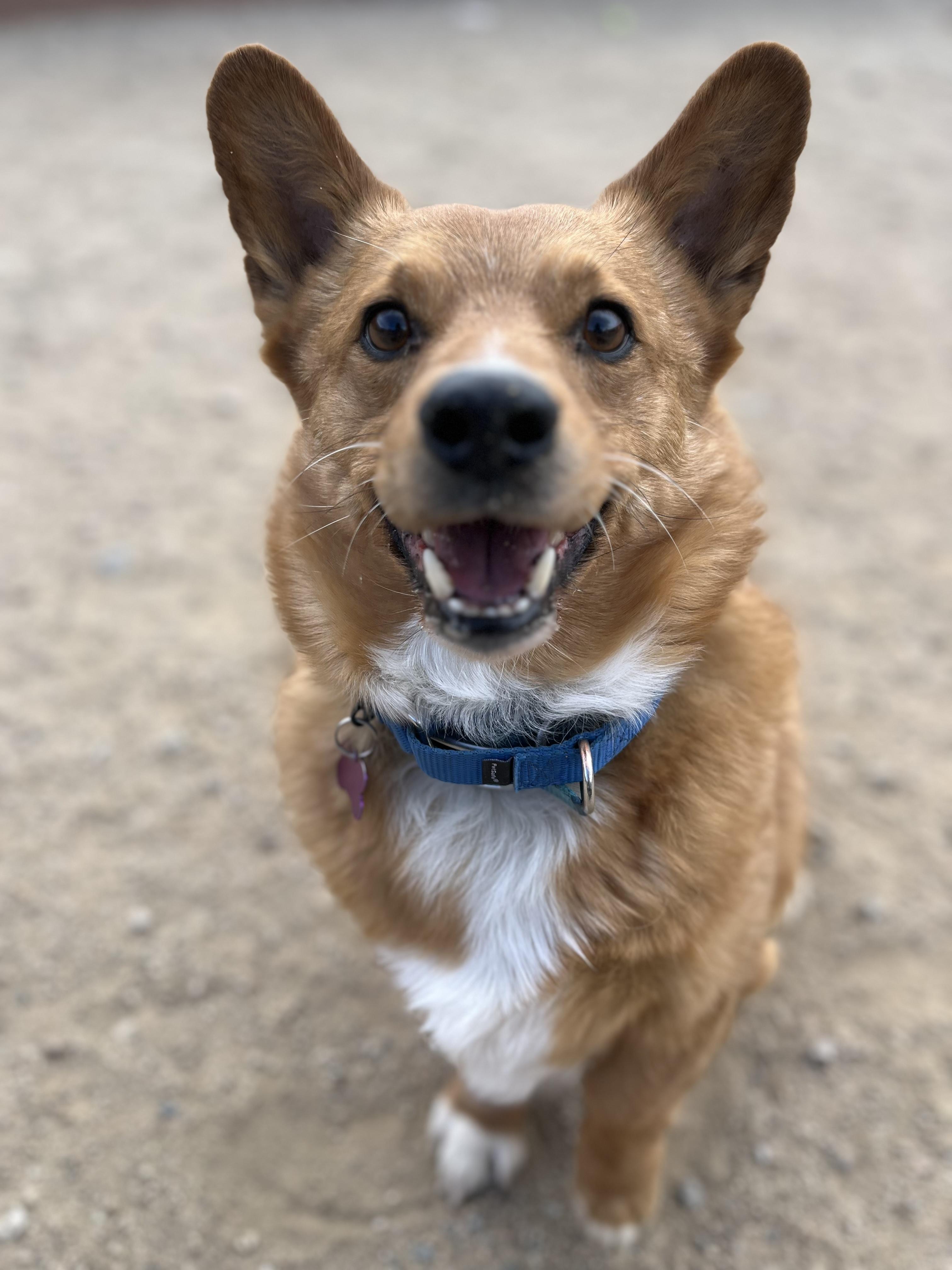 Chuck, an adopted mixed breed in Buena Vista, CO image 1/3