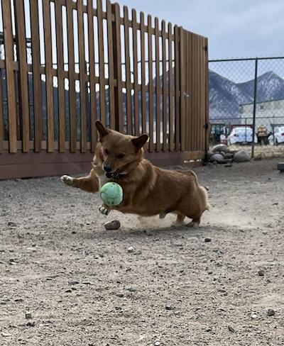 Chuck, an adopted mixed breed in Buena Vista, CO image 3/3