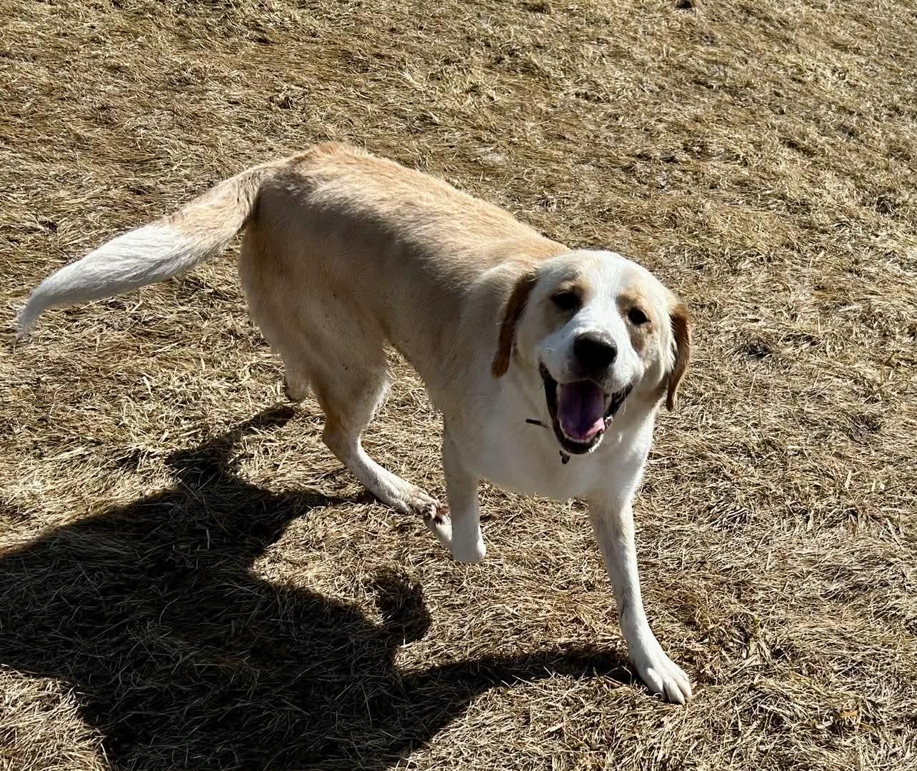Wayne, adopted, Young Male Yellow Labrador Retriever.