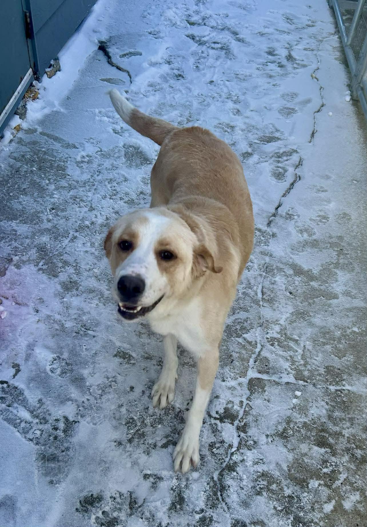 Enlarge Wayne, an adopted mixed breed in Alexandria, MN image 3/3