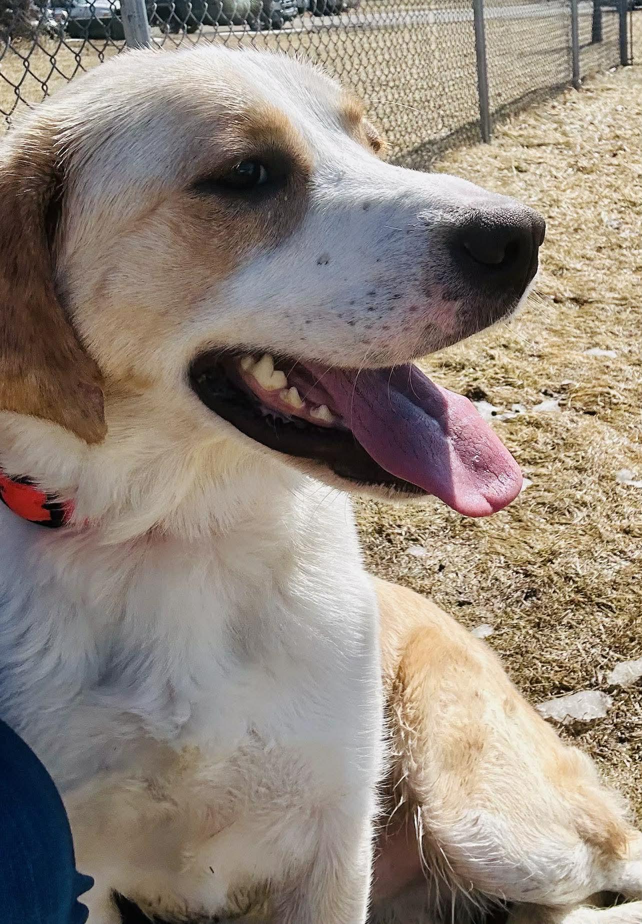 Enlarge Wayne, an adopted mixed breed in Alexandria, MN image 2/3