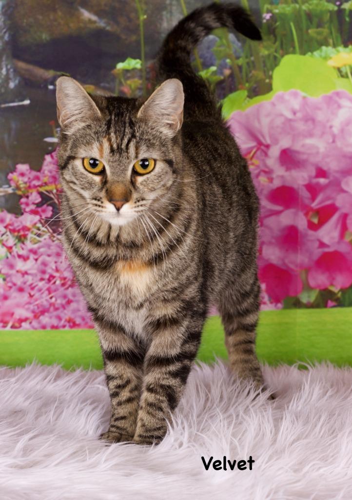 Velvet, Adoptable, Young Female Domestic Short Hair.