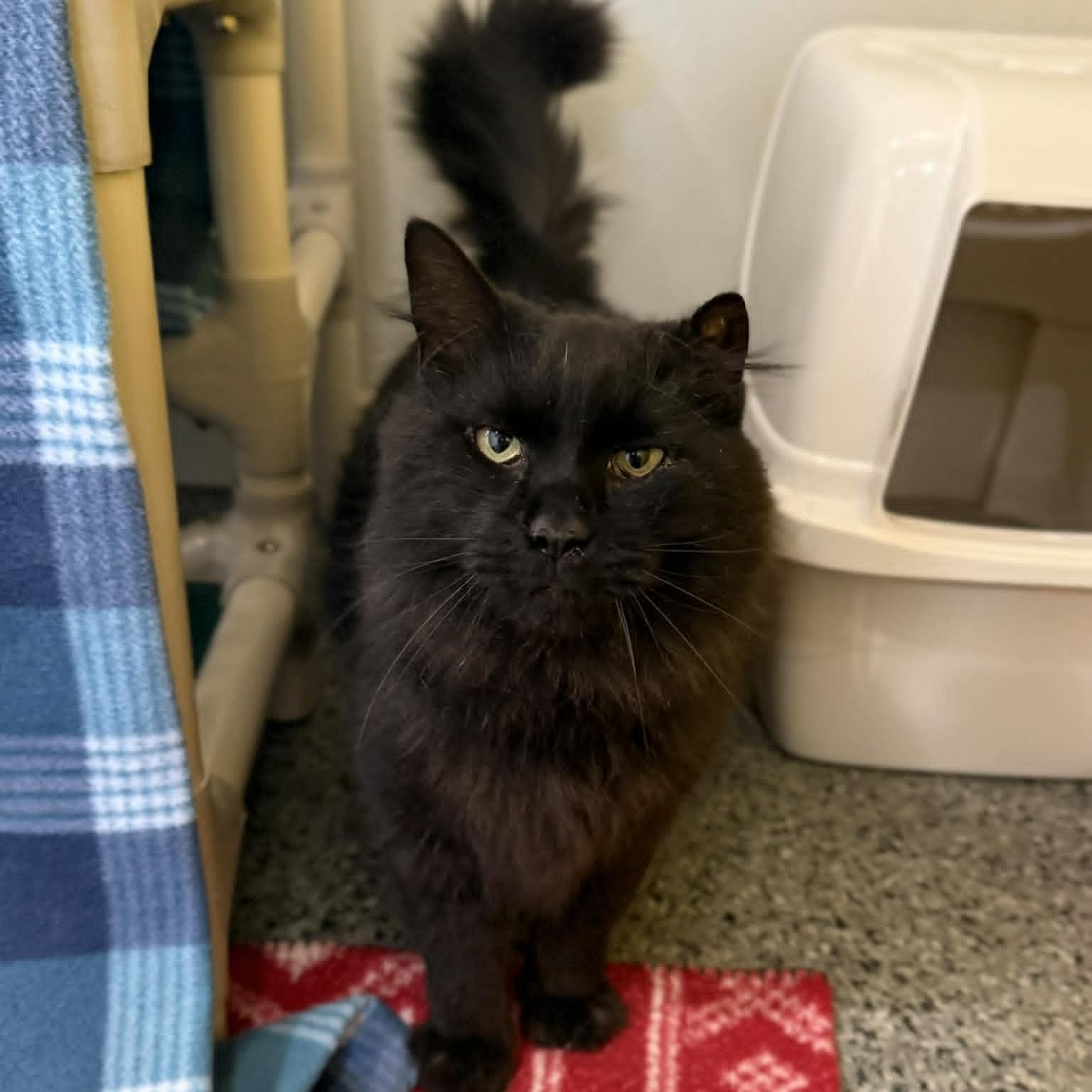 Wetherby, ADOPTABLE, Adult Male Domestic Long Hair & Maine Coon.