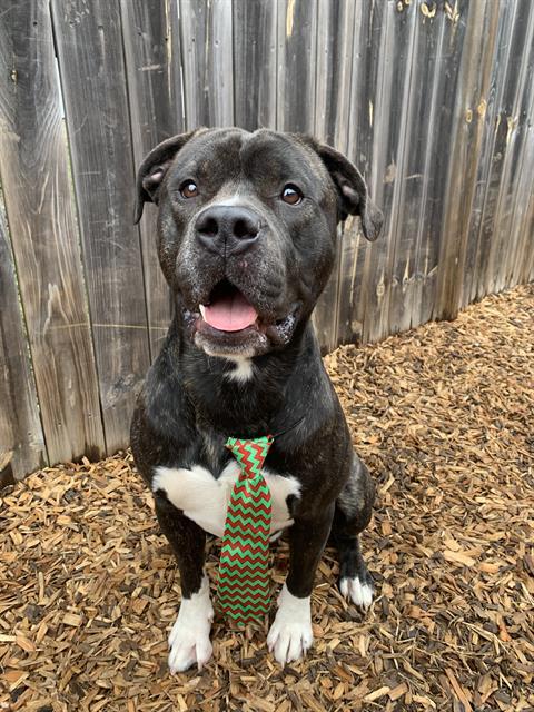 Enlarge CARL, a Adoptable mixed breed in London, ON image 1/1