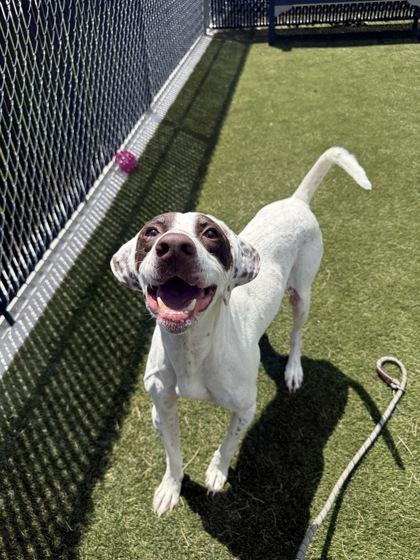 Ross, a Adoptable mixed breed in Lafayette, IN image 1/3