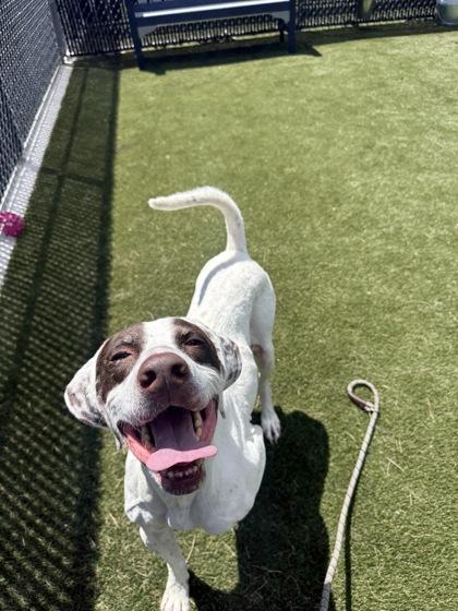 Ross, a Adoptable mixed breed in Lafayette, IN image 2/3