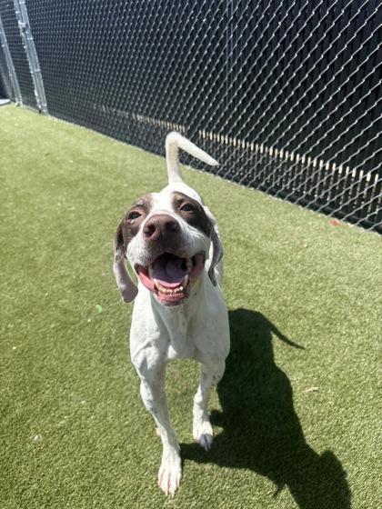 Ross, a Adoptable mixed breed in Lafayette, IN image 3/3