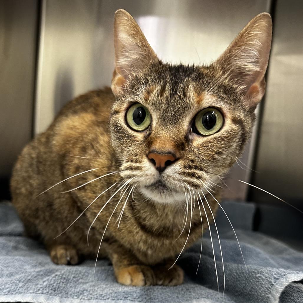 Miss Piggy, Adoptable, Senior Female Domestic Short Hair.