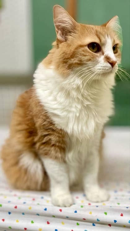 Almond Joy(Foster Needed)