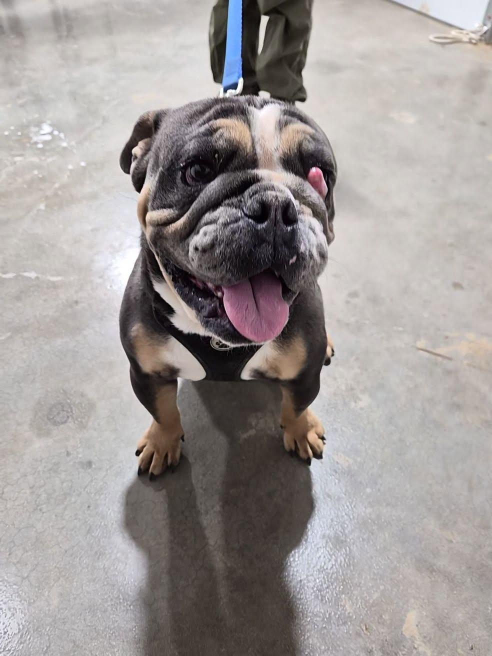 Pudge, ADOPTABLE, Adult Male English Bulldog.
