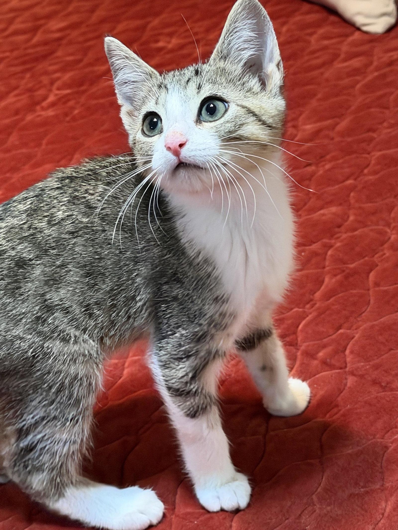 Enlarge Landon, a Adoptable American Shorthair in Roanoke, AL image 1/2