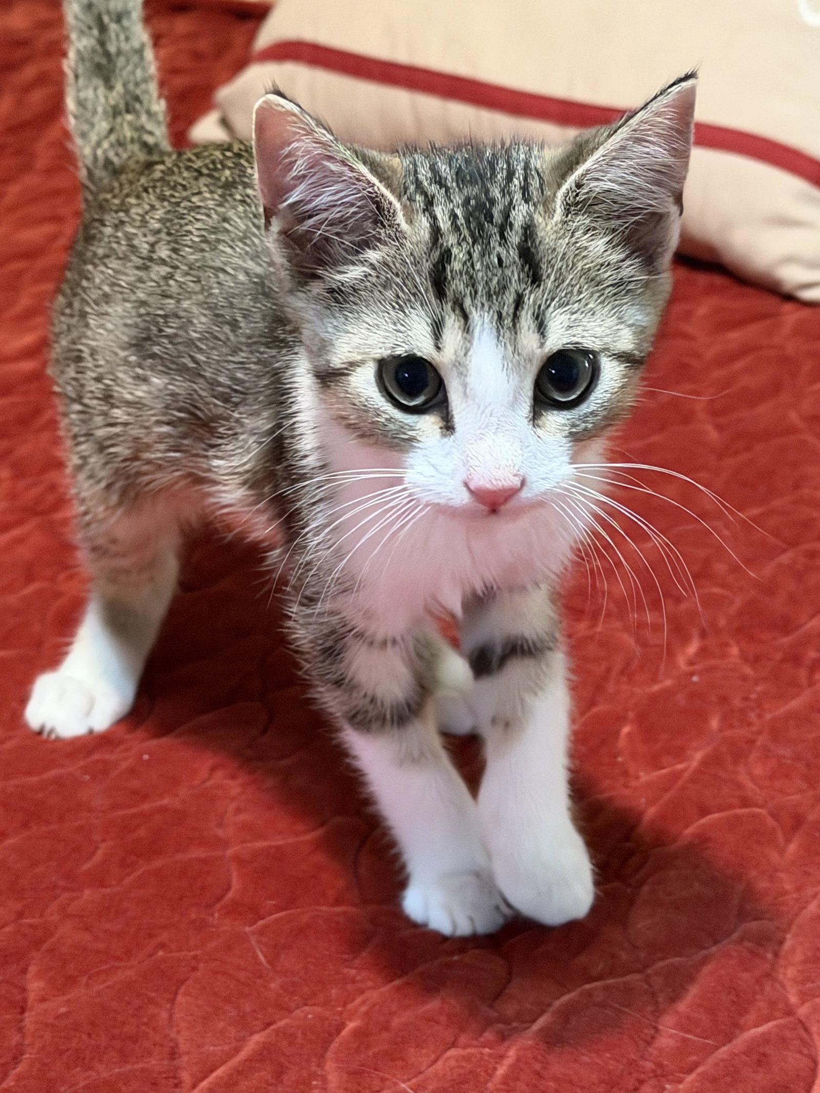 Enlarge Landon, a Adoptable American Shorthair in Roanoke, AL image 2/2