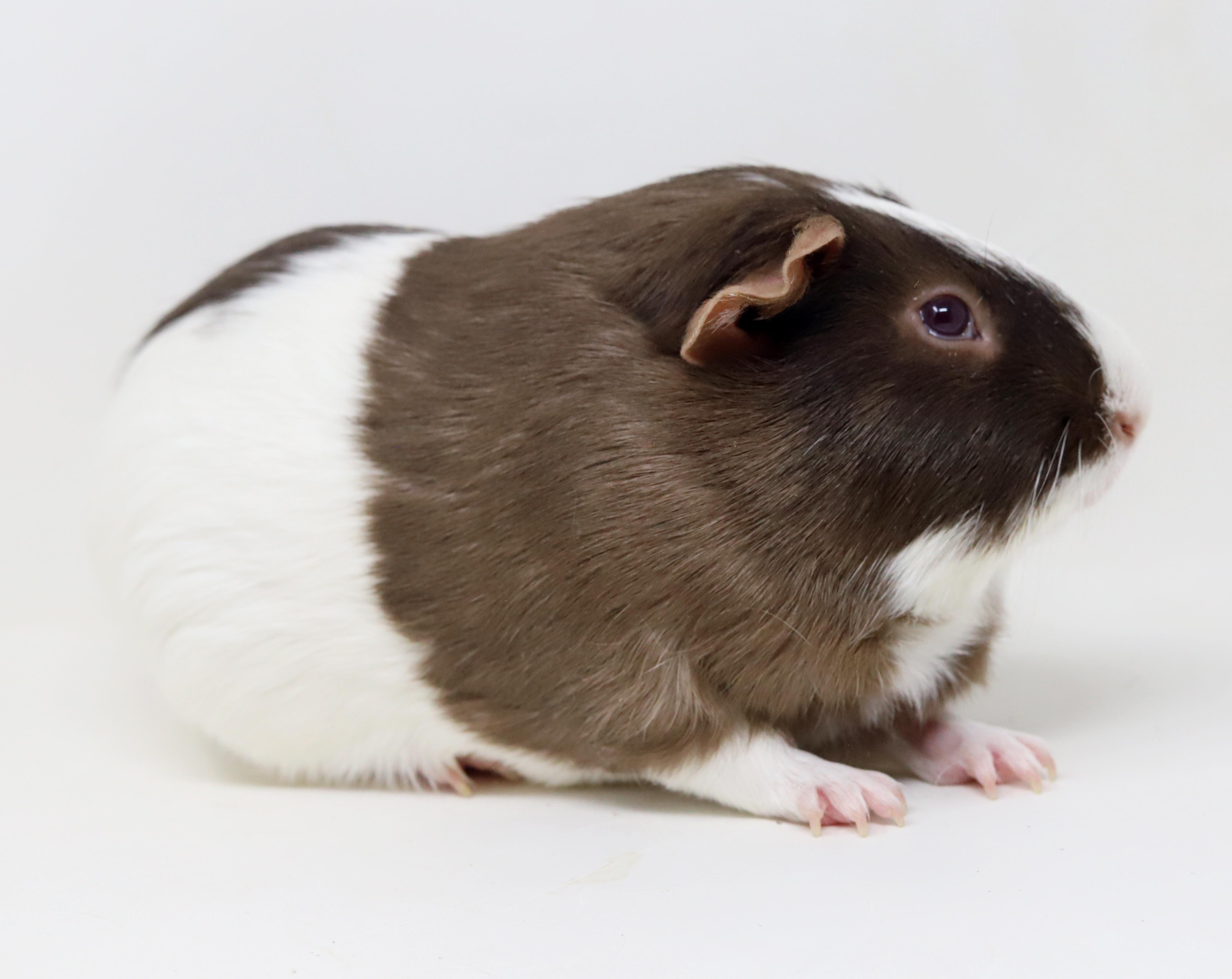 Enlarge Shaggy is single neutered and lookin' for love!  Read his Tinder profile below!, a ADOPTABLE Guinea Pig in Bedford Hills, NY image 4/6