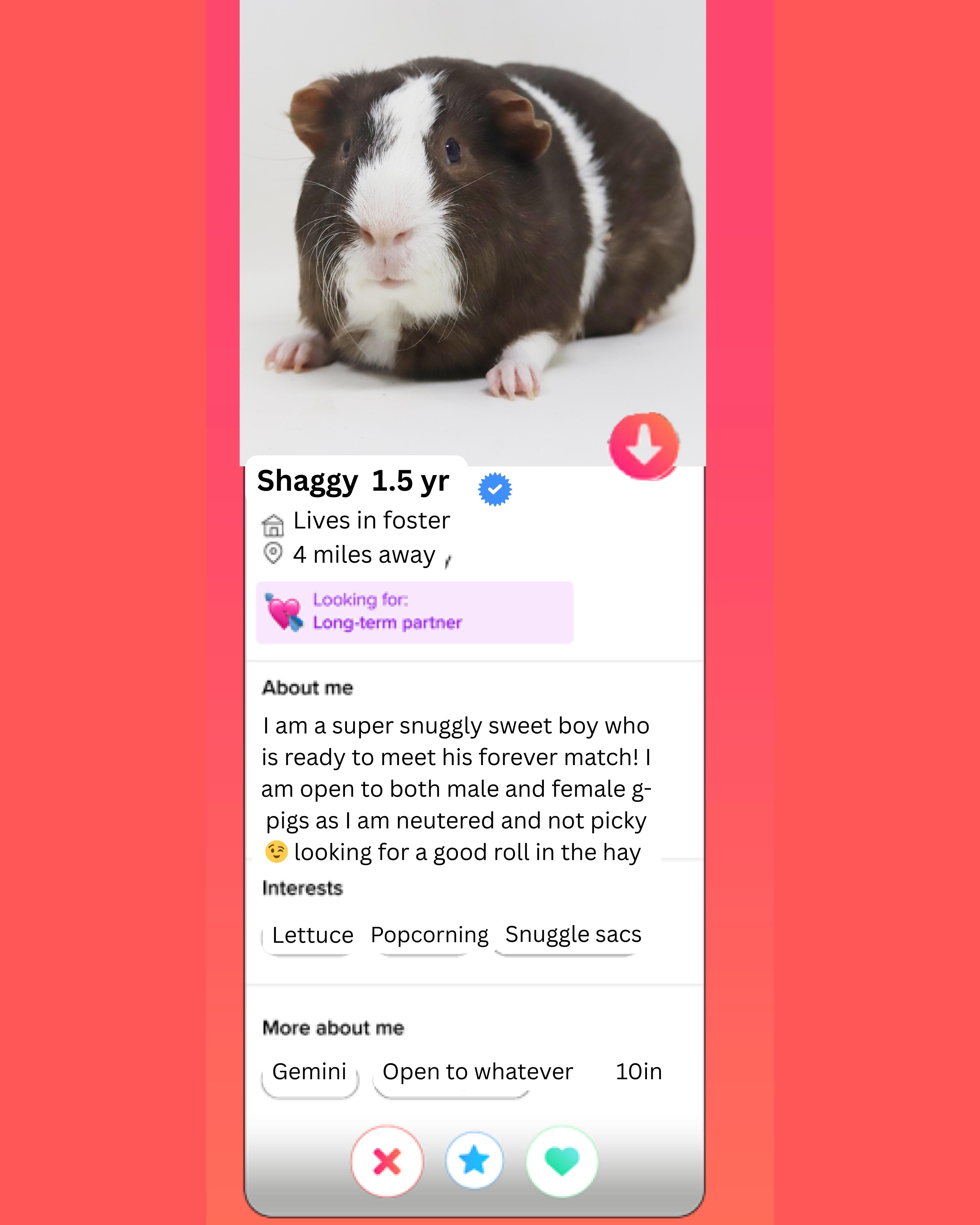 Shaggy is single neutered and lookin' for love!  Read his Tinder profile below!, ADOPTABLE, Young Male Guinea Pig.