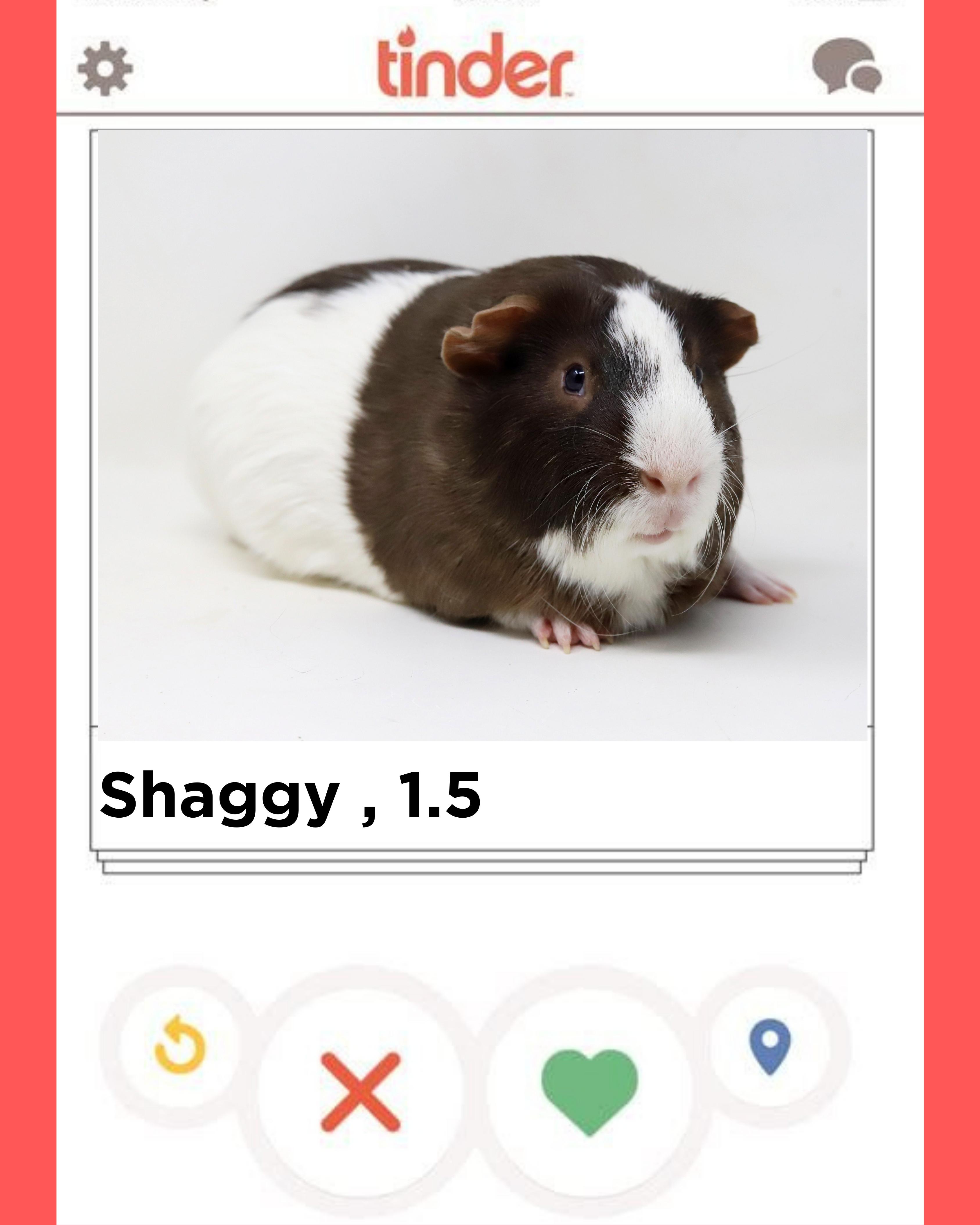 Enlarge Shaggy is single neutered and lookin' for love!  Read his Tinder profile below!, a ADOPTABLE Guinea Pig in Bedford Hills, NY image 3/6