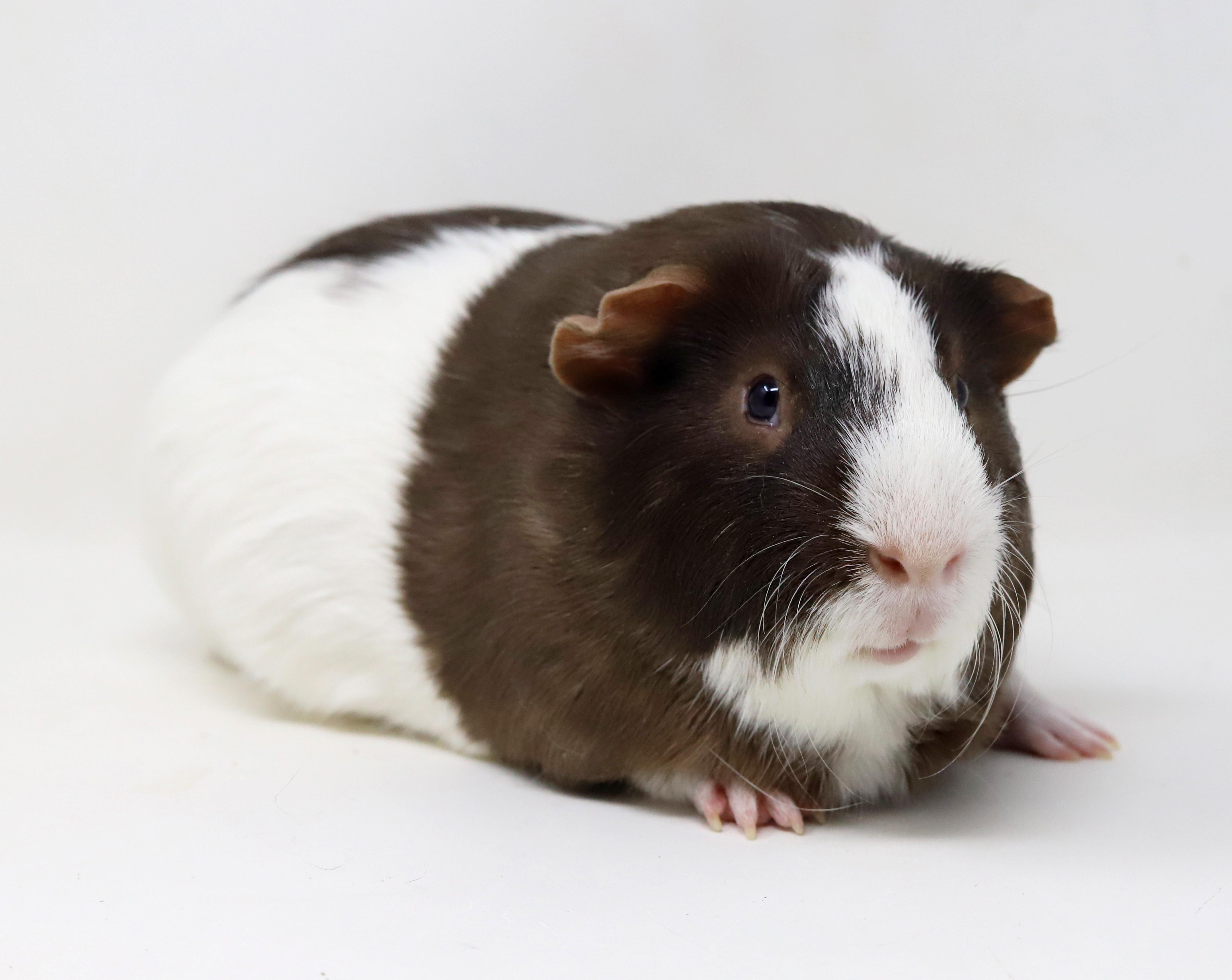 Enlarge Shaggy is single neutered and lookin' for love!  Read his Tinder profile below!, a ADOPTABLE Guinea Pig in Bedford Hills, NY image 5/6