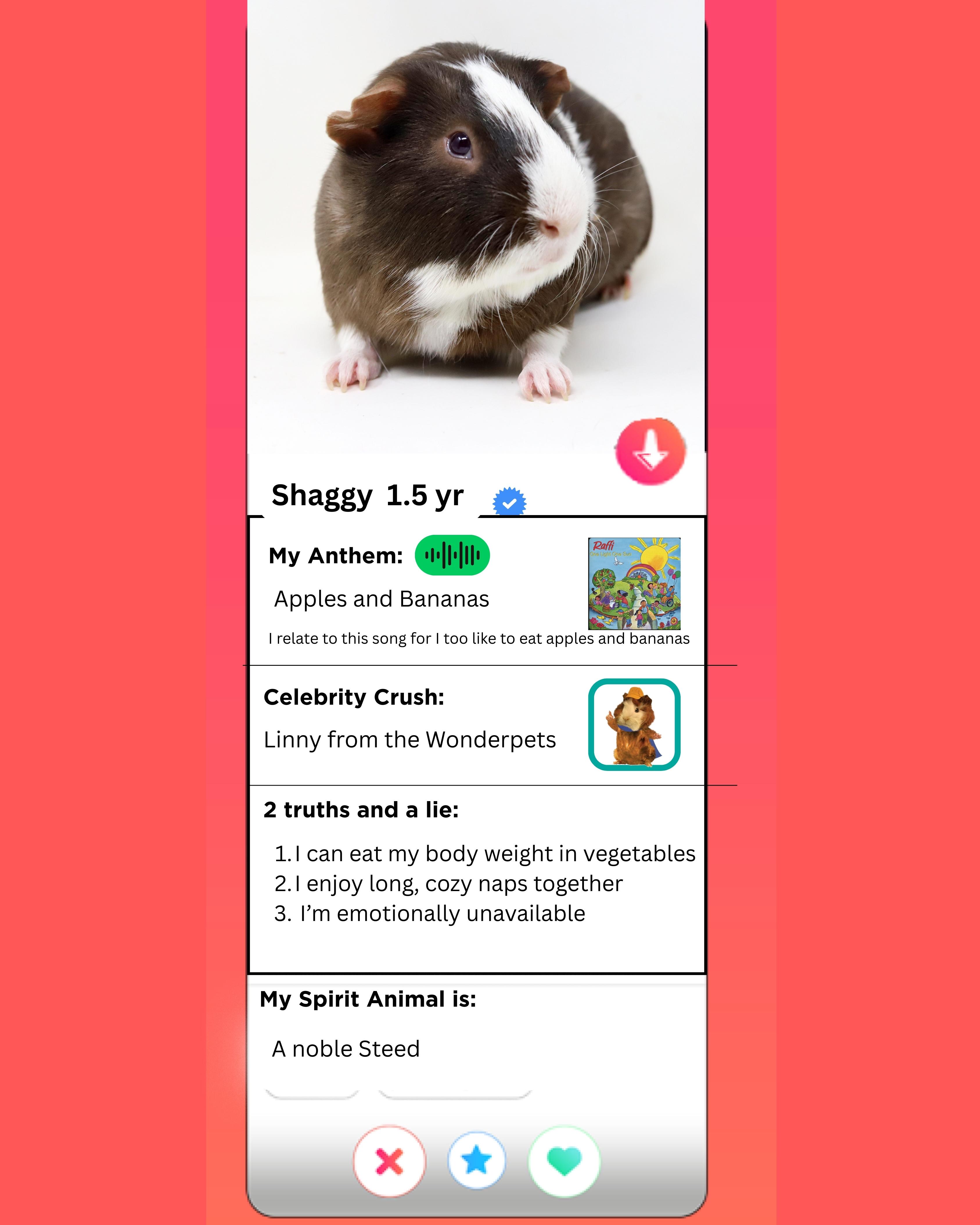 Enlarge Shaggy is single neutered and lookin' for love!  Read his Tinder profile below!, a ADOPTABLE Guinea Pig in Bedford Hills, NY image 2/6