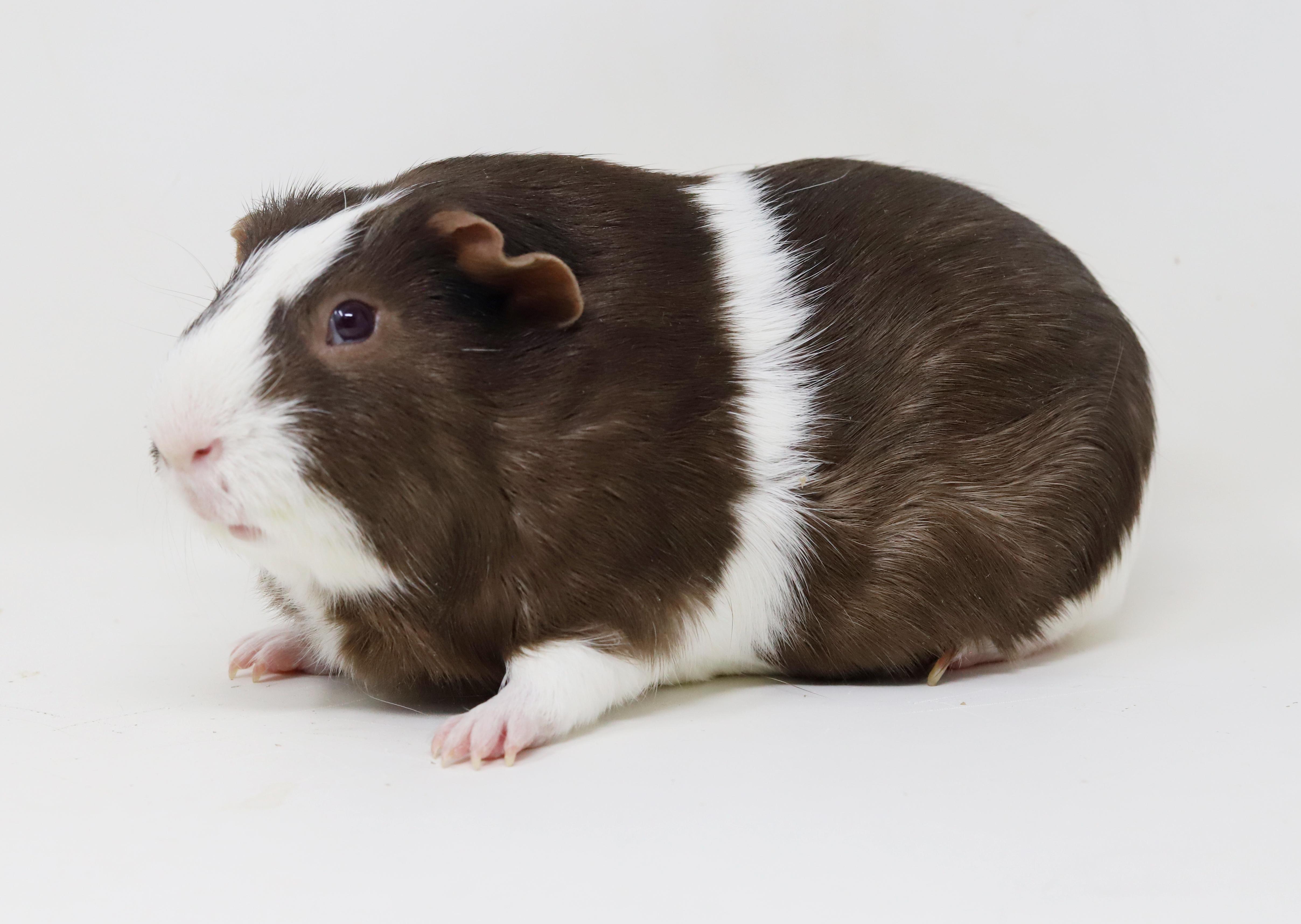 Enlarge Shaggy is single neutered and lookin' for love!  Read his Tinder profile below!, a ADOPTABLE Guinea Pig in Bedford Hills, NY image 6/6