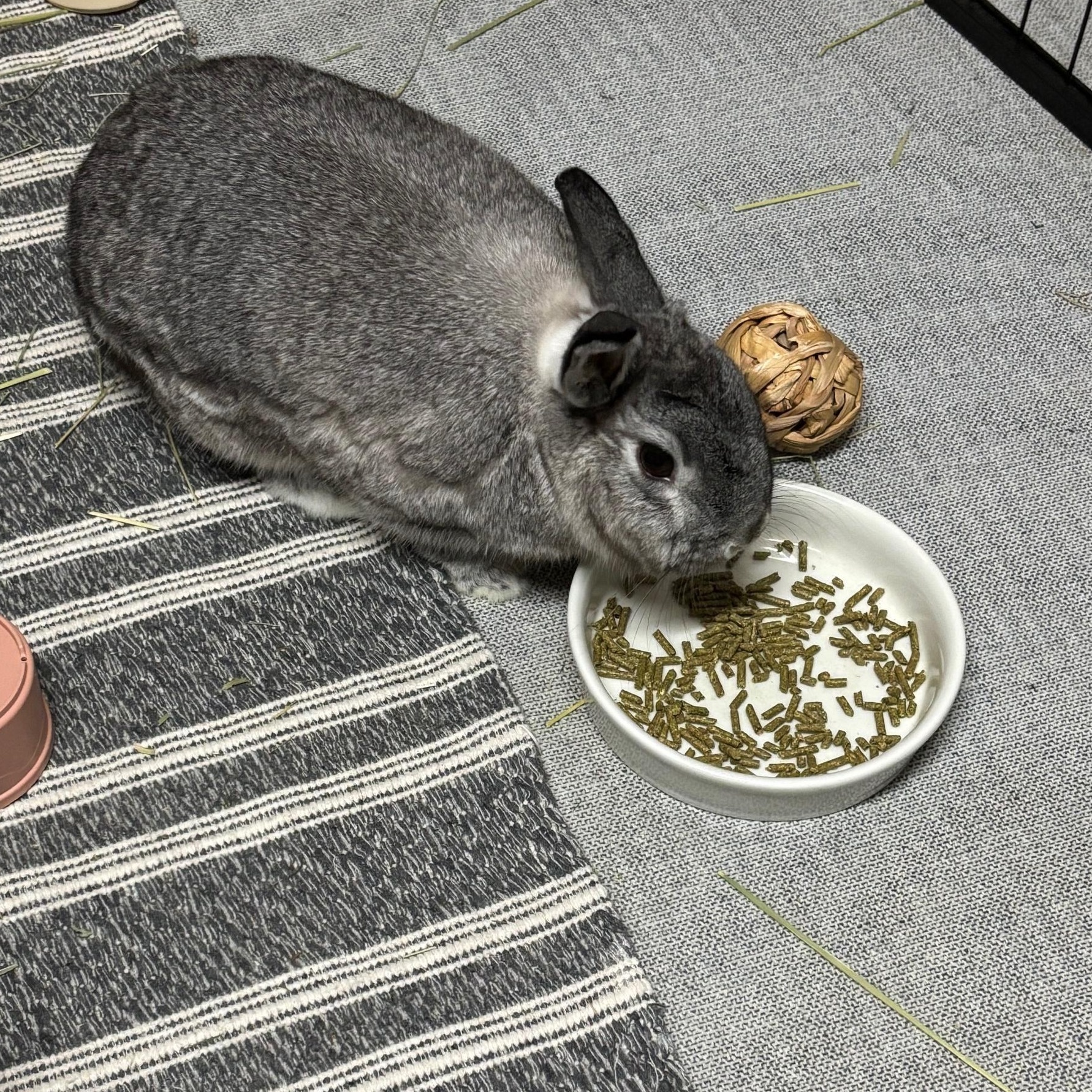 ROSEY (ADULT SPAYED FEMALE) THE PERFECT PARTNER BUN, a Adoptable mixed breed in Forest Hills, NY image 4/5