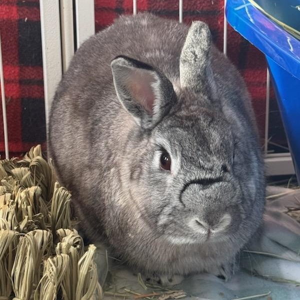 ROSEY (ADULT SPAYED FEMALE) THE PERFECT PARTNER BUN, a Adoptable mixed breed in Forest Hills, NY image 2/5