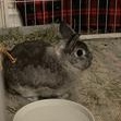 ROSEY (ADULT SPAYED FEMALE) THE PERFECT PARTNER BUN, a Adoptable mixed breed in Forest Hills, NY image 3/5