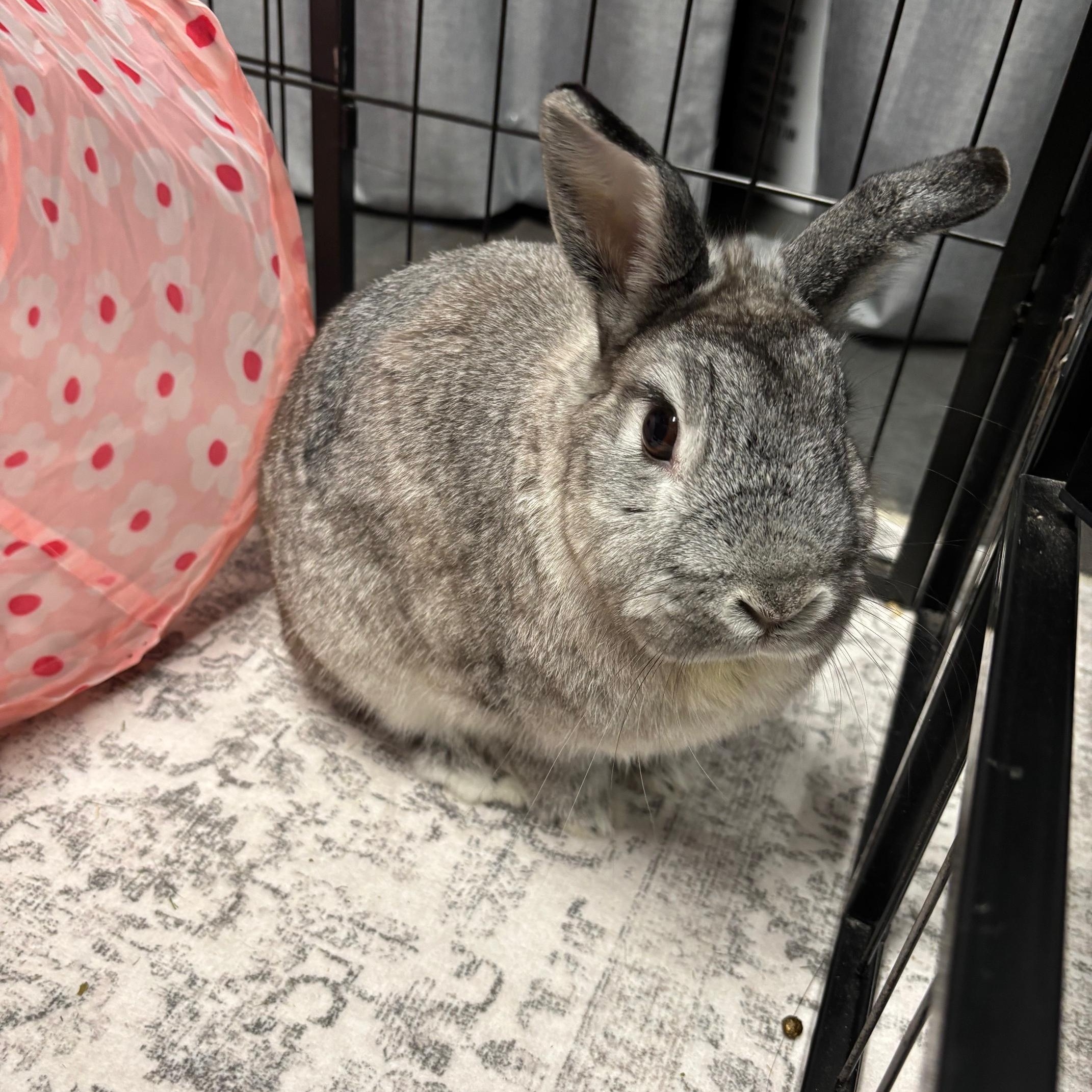 ROSEY, an adoptable mixed breed in Forest Hills, NY image 2/5