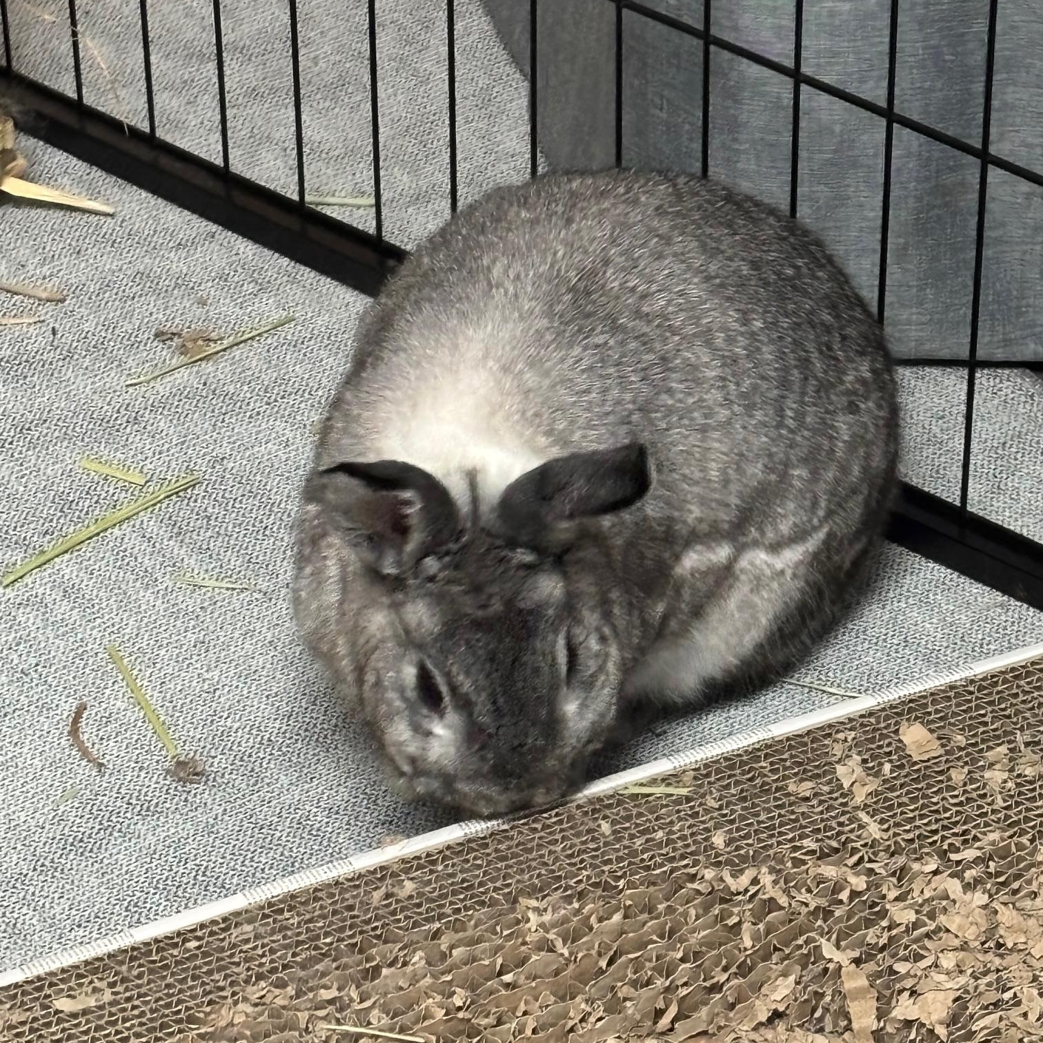 ROSEY (ADULT SPAYED FEMALE) photo 5