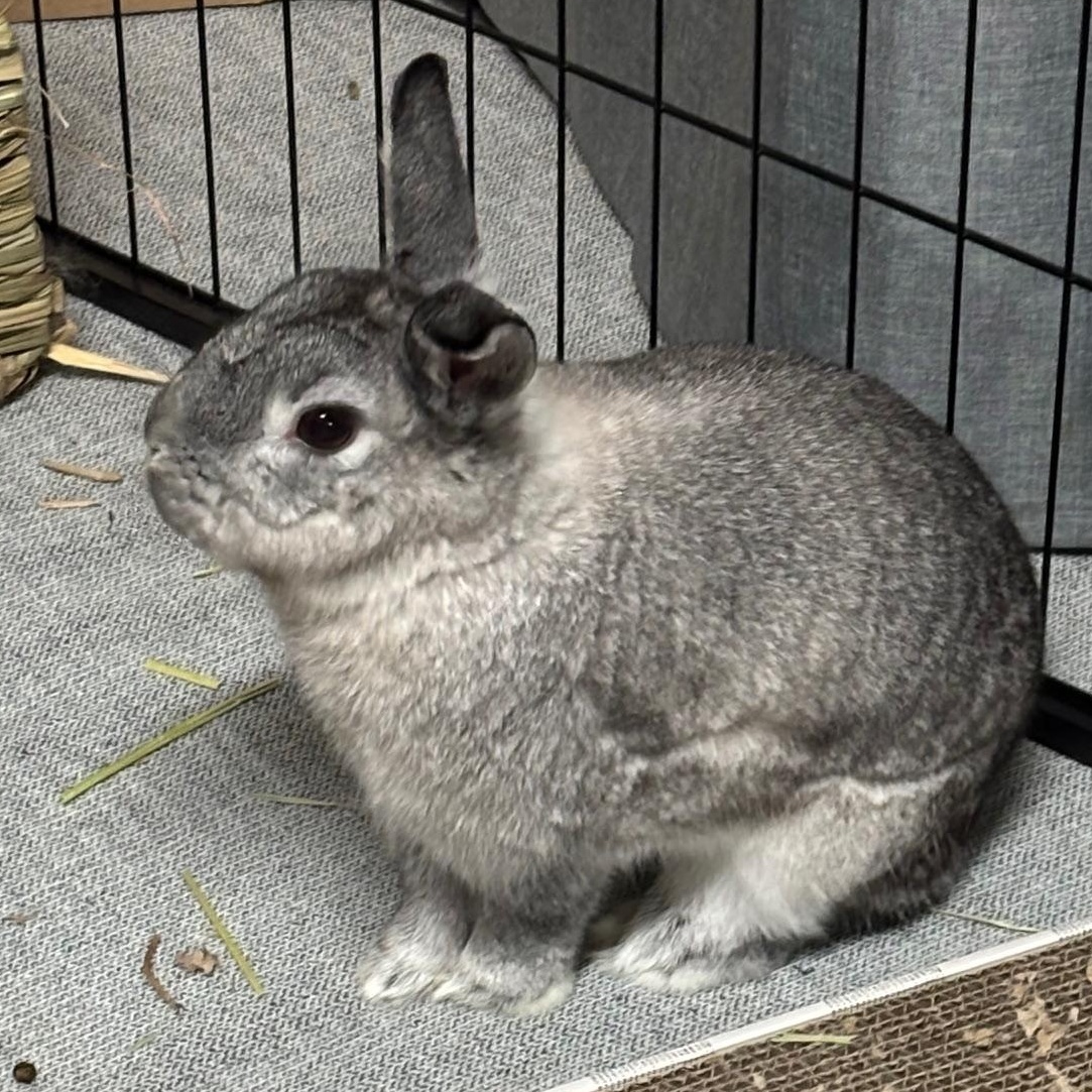 ROSEY (ADULT SPAYED FEMALE) THE PERFECT PARTNER BUN, a Adoptable mixed breed in Forest Hills, NY image 1/5