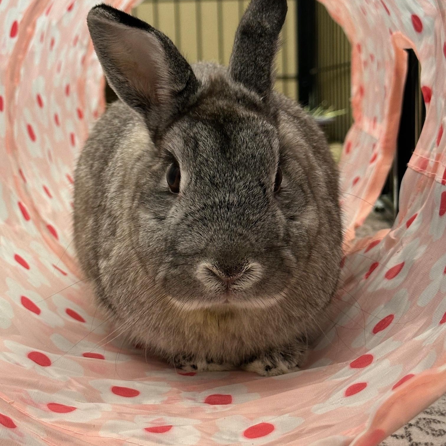 ROSEY, adoptable, Adult Female Chinchilla & Netherland Dwarf.