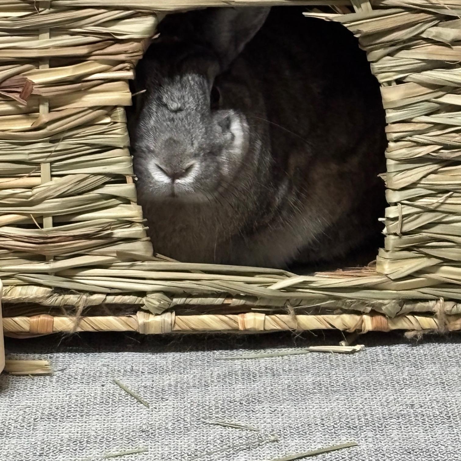ROSEY (ADULT SPAYED FEMALE) photo 4
