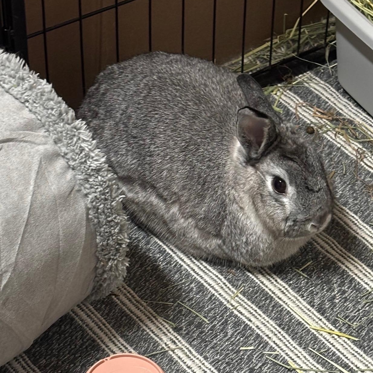 ROSEY (ADULT SPAYED FEMALE) THE PERFECT PARTNER BUN, a Adoptable mixed breed in Forest Hills, NY image 5/5