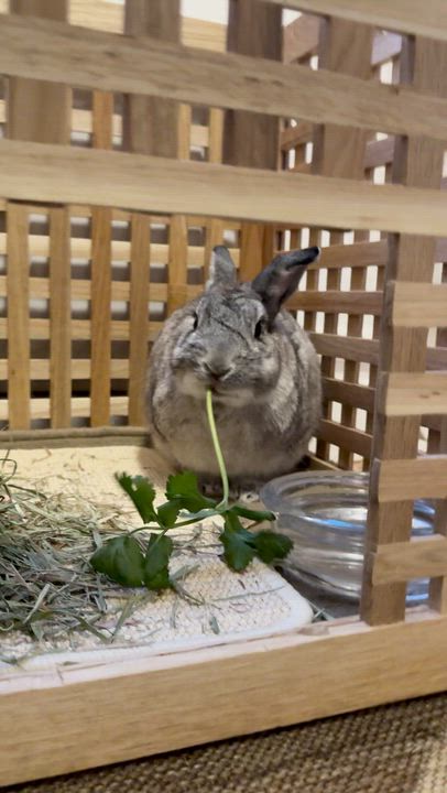 Enlarge ROSEY, an adoptable mixed breed in Forest Hills, NY video 5/5