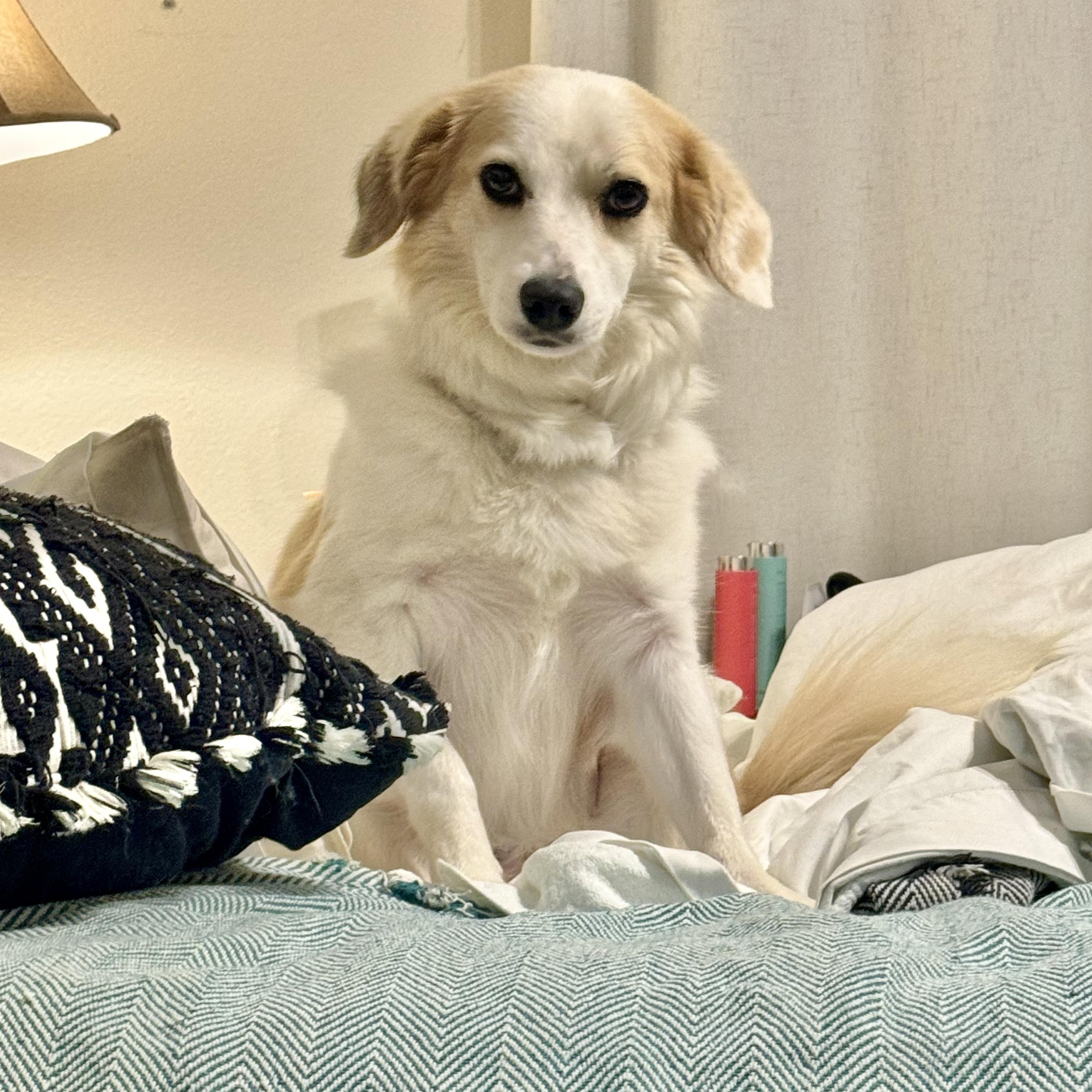 Nellie, Young Female Mixed Breed