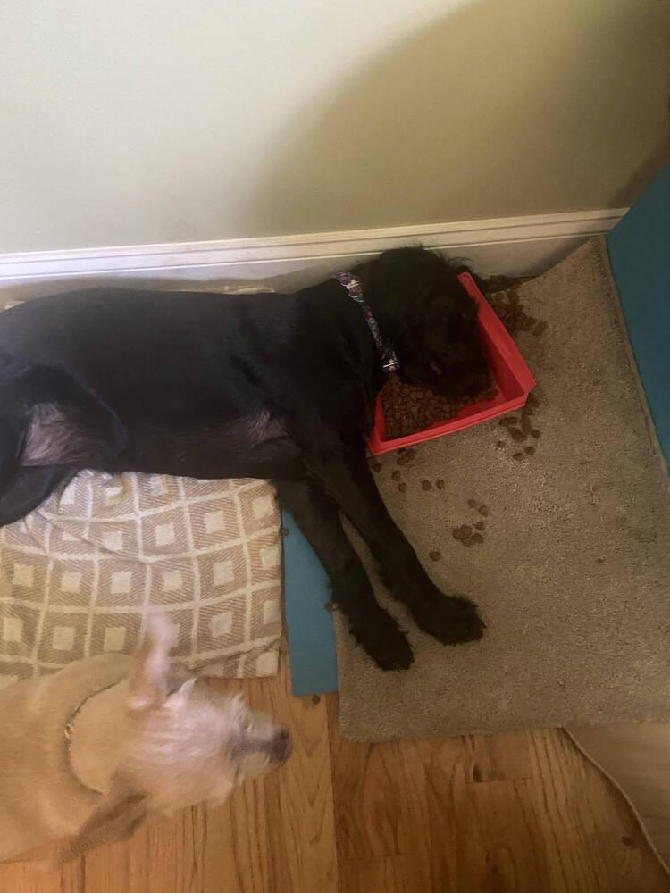 Sally Sage, Adoptable, Adult Female Labrador Retriever.