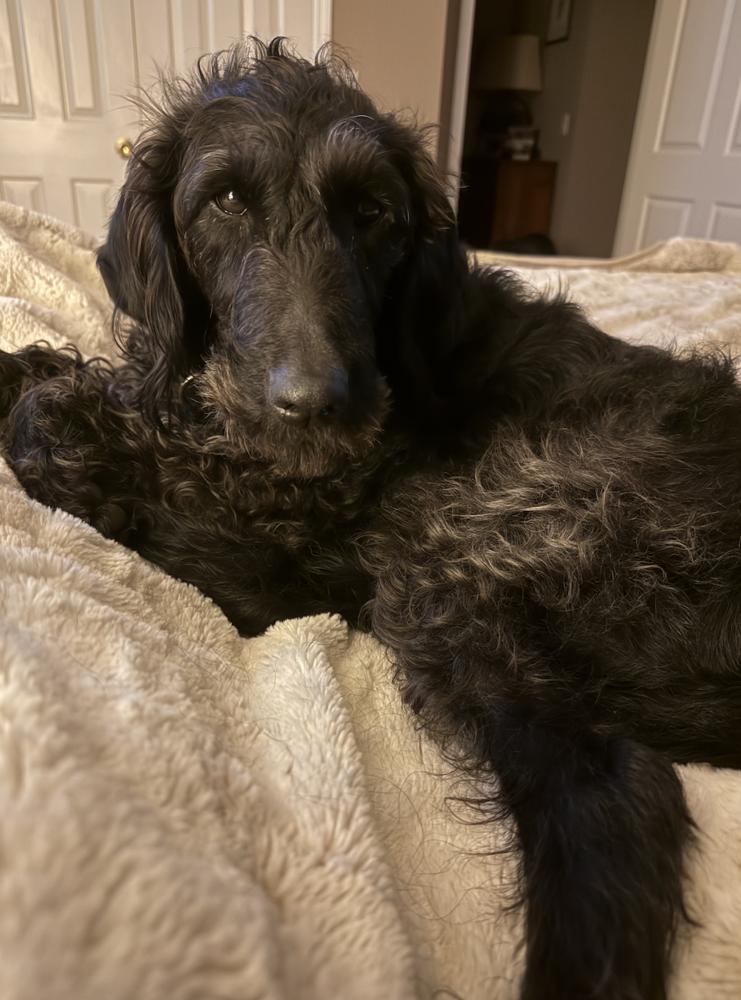 Sally Sage, Adoptable, Adult Female Labrador Retriever.