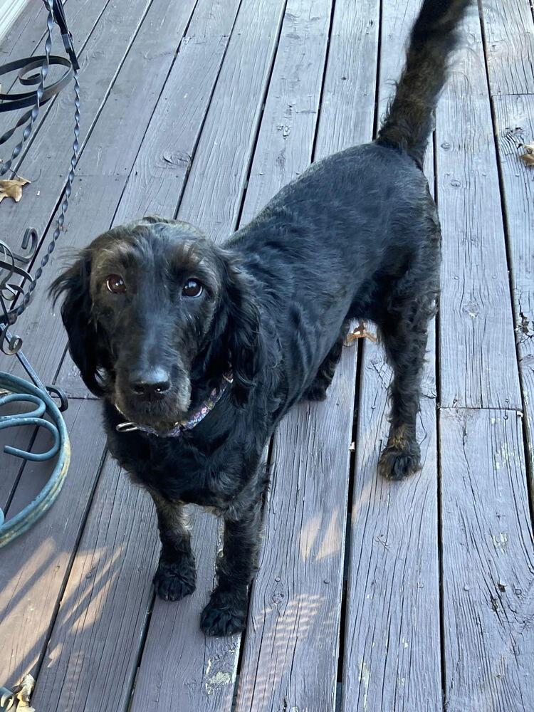 Enlarge Sally Sage, a Adoptable Labrador Retriever in Candler, NC image 2/2