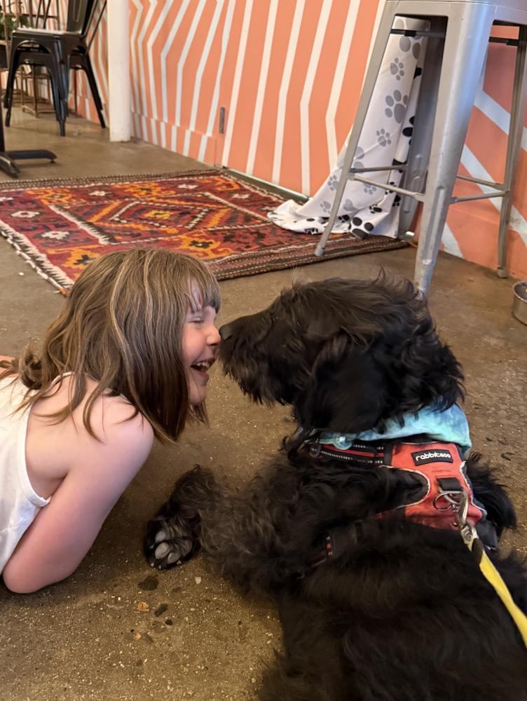 Enlarge Sally Sage, a Adoptable Labrador Retriever in Candler, NC image 2/3