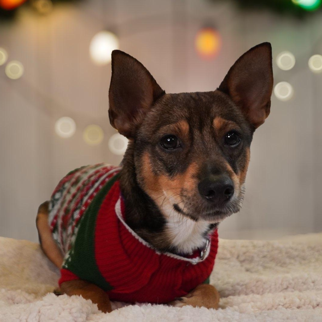 Enlarge Miles, a ADOPTABLE Chiweenie in West Haven, CT image 1/2