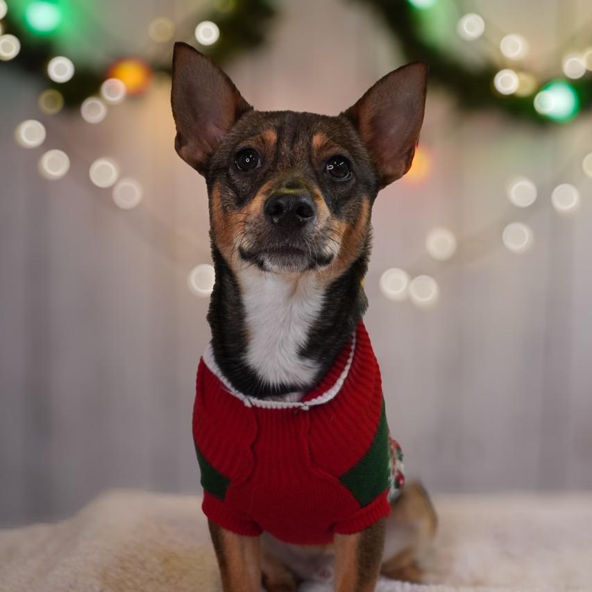 Enlarge Miles, a ADOPTABLE Chiweenie in West Haven, CT image 2/2