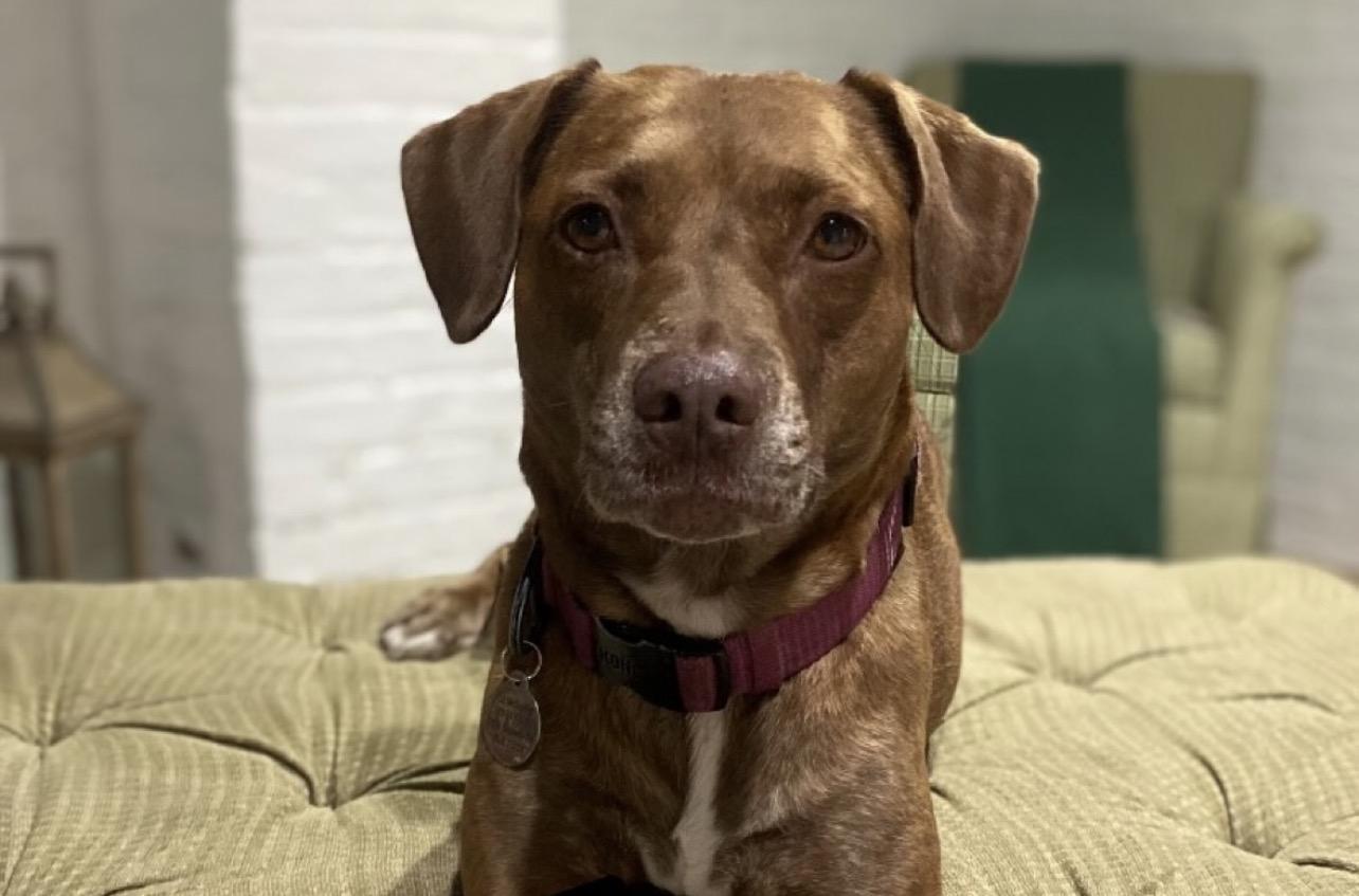 Enlarge Bo Bo, a Adoptable mixed breed in Richmond, VA image 5/5