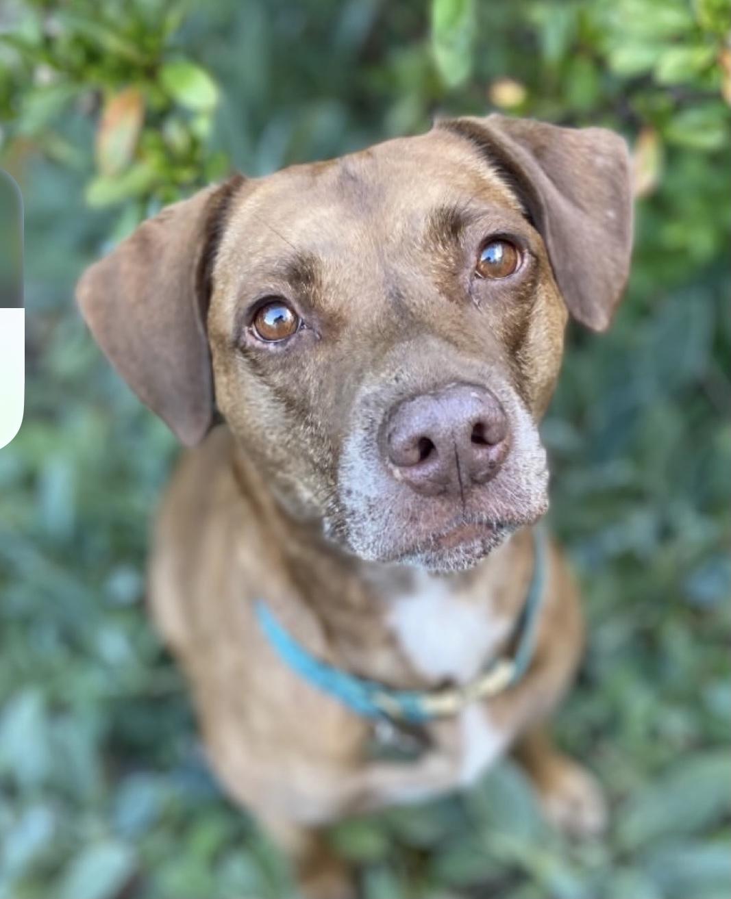 Bo Bo, Adoptable, Adult Female Pit Bull Terrier & Chocolate Labrador Retriever.